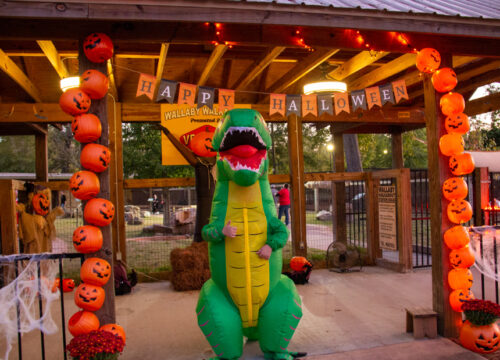 Visit the Hattiesburg Zoo for family-friendly fun